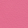 Camelia
